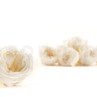 Rose Anglaise stabilis&eacute;e Blanc (x8)