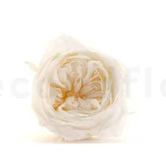 Preserved English Rose White (x8)