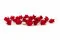 Bocciolo di rosa stabilizzata XS Rosso (x20) 8