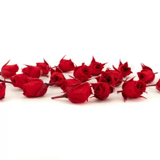 Konservierte Rosenknospe Rot (x20)