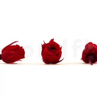 Konservierte Rosenknospe Rot (x20)
