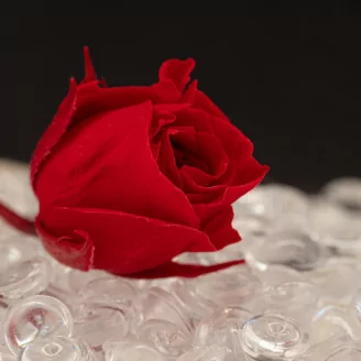 Preserved Rosebud Red (x20)