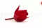 Bocciolo di rosa stabilizzata XS Rosso (x20) 9