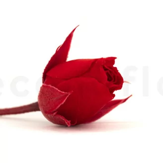 Konservierte Rosenknospe Rot (x20)