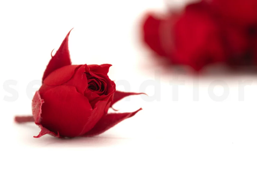 Bouton de Rose stabilis&eacute; Rouge (x20)