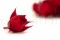 Preserved Rosebud Red (x20) 1