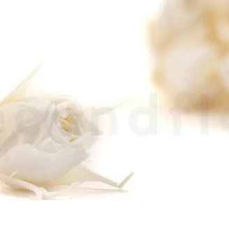 Bocciolo di rosa stabilizzata XS Bianco (x20)