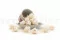 Bocciolo di rosa stabilizzata XS Bianco (x20) 2