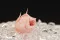 Preserved Rosebud Pink (x20) 9