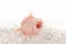 Bouton de Rose stabilis&eacute; Rose (x20) 6