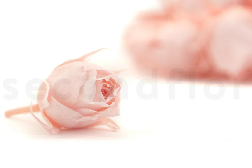 Preserved Rosebud Pink (x20)