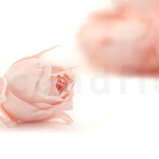 Bouton de Rose stabilis&eacute; Rose (x20)