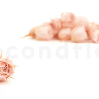 Rose Vivian stabilis&eacute;e Rose poudr&eacute; (x24)