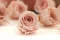 Rose Vivian stabilis&eacute;e Rose poudr&eacute; (x24) 3