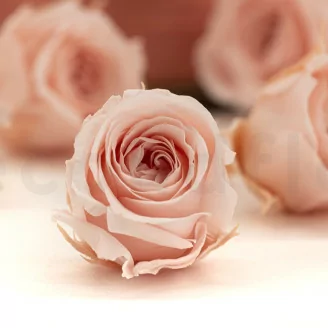 Rose Vivian stabilis&eacute;e Rose poudr&eacute; (x24)