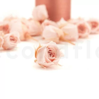 Rosa Vivian preservada Rosa Empolvado (x24)