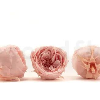Rosa Inglese stabilizzata Rosa cipria (x8)