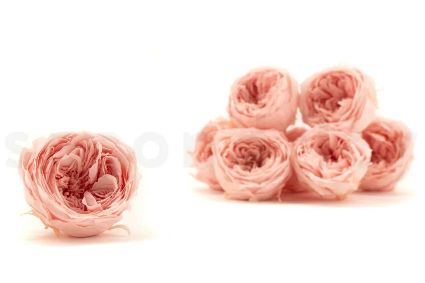 Rosa Inglesa preservada Rosa Empolvado (x8)