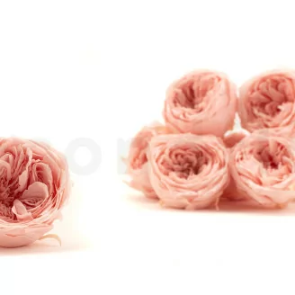 Rose Anglaise stabilis&eacute;e Rose Poudr&eacute; (x8)