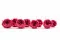 Rose Anglaise stabilis&eacute;e Fuchsia (x8) 5
