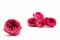 Rose Anglaise stabilis&eacute;e Fuchsia (x8) 3