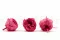 Rosa Inglese stabilizzata Fucsia (x8) 2
