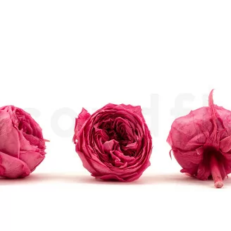 Rose Anglaise stabilis&eacute;e Fuchsia (x8)
