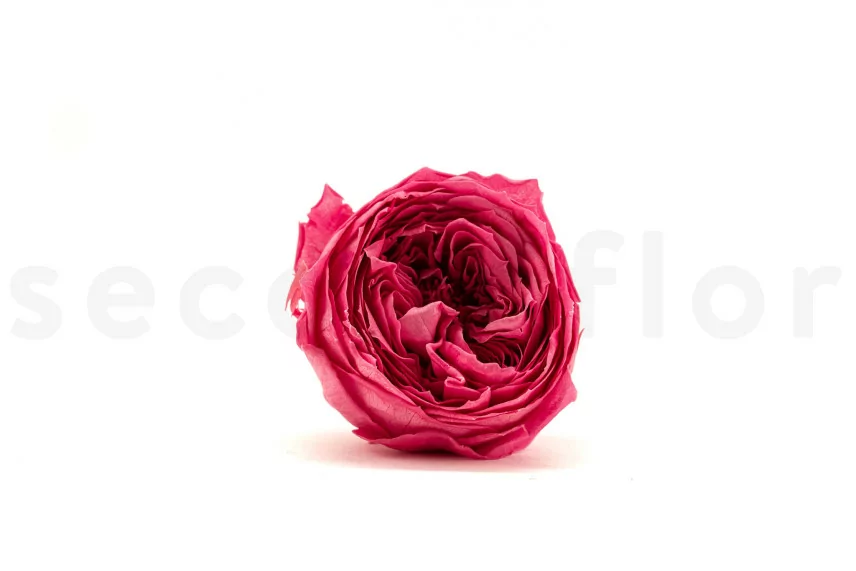 Konservierte Englische Rose Fuchsia (x8)