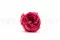 Rosa Inglese stabilizzata Fucsia (x8) 1