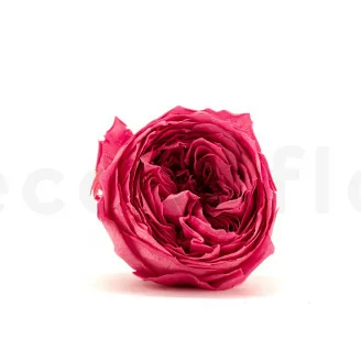 Rosa Inglesa preservada Fucsia (x8)