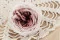 Rose Anglaise stabilis&eacute;e Mauve (x8) 3