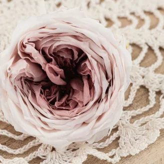 Konservierte Englische Rose Mauve (x8)
