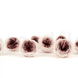 Preserved English Rose Mauve (x8)