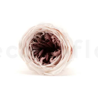 Konservierte Englische Rose Mauve (x8)