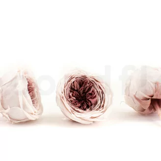 Konservierte Englische Rose Mauve (x8)