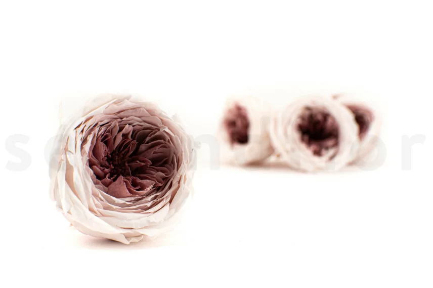 Rose Anglaise stabilis&eacute;e Mauve (x8)
