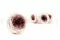 Rose Anglaise stabilis&eacute;e Mauve (x8) 1