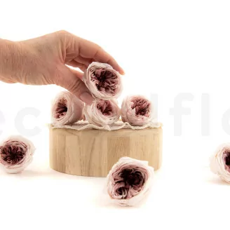 Rosa Inglese stabilizzata Malva (x8)