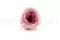Konservierte Englische Rose Zweifarbiges Rosa (x8) 7