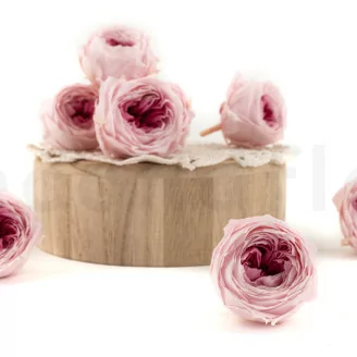 Rosa Inglese stabilizzata Rosa bicolore (x8)