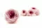 Konservierte Englische Rose Zweifarbiges Rosa (x8) 1