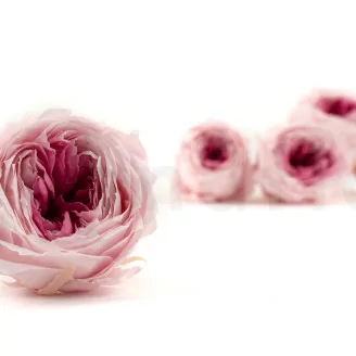 Konservierte Englische Rose Zweifarbiges Rosa (x8)