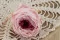 Rose Anglaise stabilis&eacute;e Rose Bicolore (x8) 3
