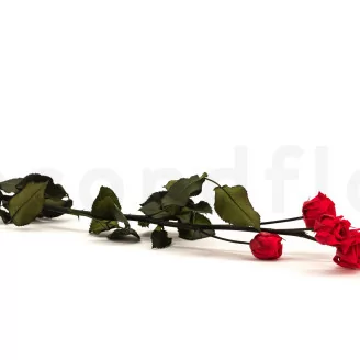 Rosa Ramificada preservada de 5 Cabezas Rojo