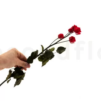 Rosa Ramificata stabilizzata a 5 Capolini Rosso
