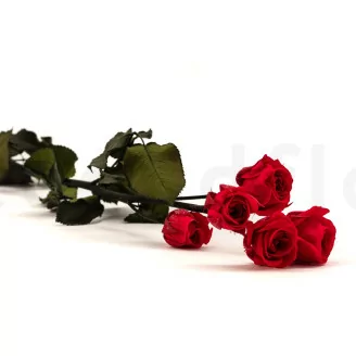 Konservierte Verzweigte Rose mit 5 Bl&uuml;ten Rot