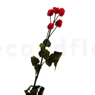 Konservierte Verzweigte Rose mit 5 Bl&uuml;ten Rot