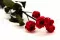 Rosa Ramificada preservada de 5 Cabezas Rojo 9