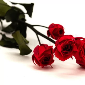 Konservierte Verzweigte Rose mit 5 Bl&uuml;ten Rot