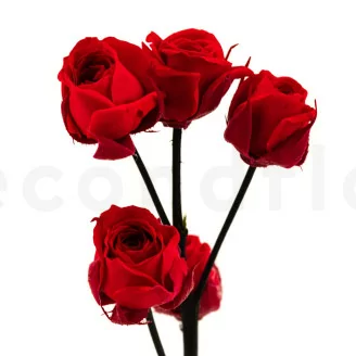 Rosa Ramificada preservada de 5 Cabezas Rojo